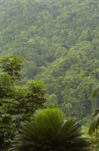 image of a forest